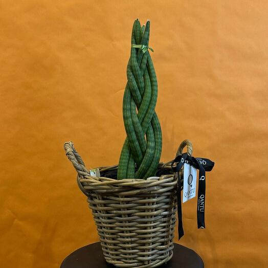 Sansevieria