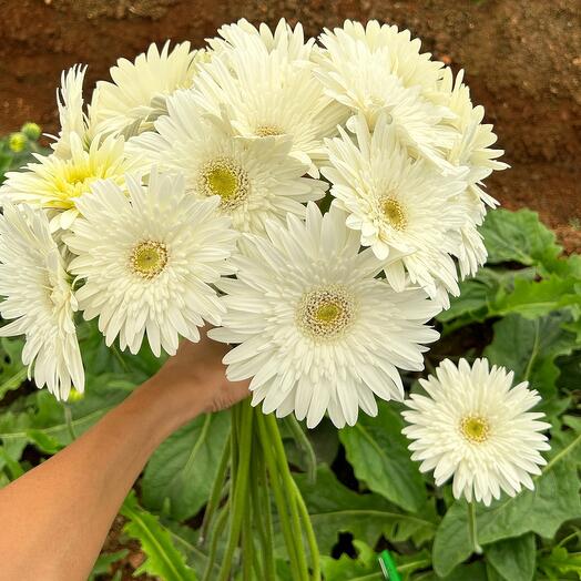 21 White Gerbera