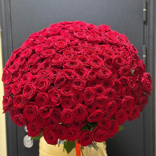 151 Red ROSES