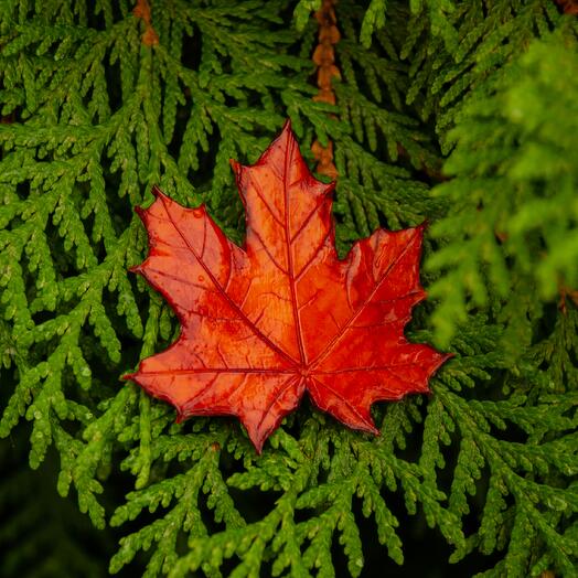 Осеняя брошь кленовый лист ручной работы