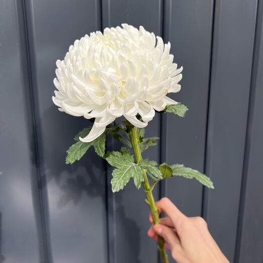 Хризантема Бигуди белая