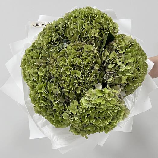 «Harmony» букет из 7 зеленых гортензий