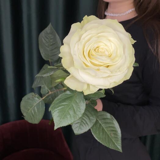 Белая ароматная роза для самой любимой