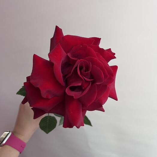 Red French Rose