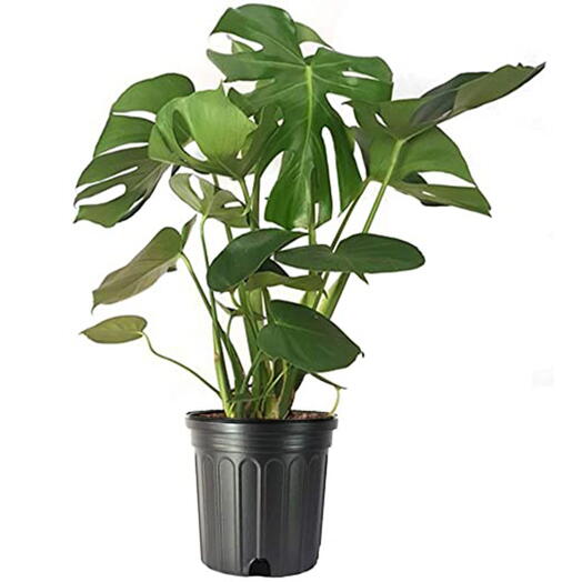 Monstera Deliciosa Plant (Split-leaf philodendron, Swiss cheese plant, or window leaf)