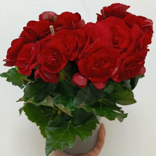 Premium Begonia