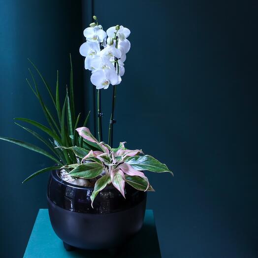 PHALENOPSIS