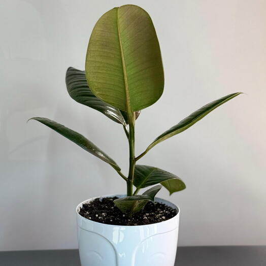 Фикус пересаженный в кашпо