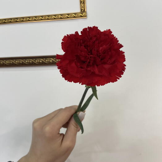 Гвоздика красная