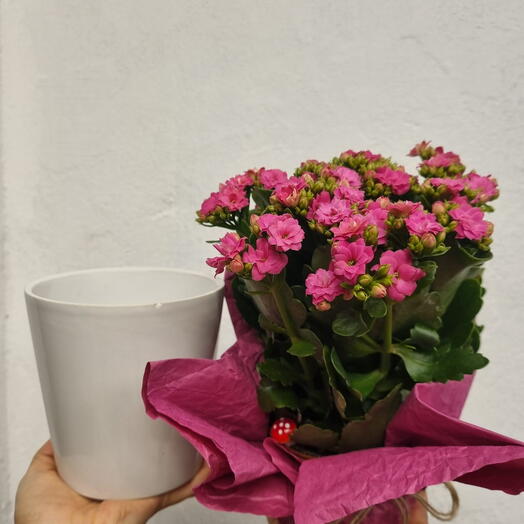 Pembe Kalanşo Çiçeği Seramik Saksılı