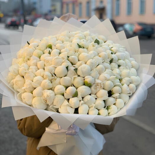 White Peony Elegance 201