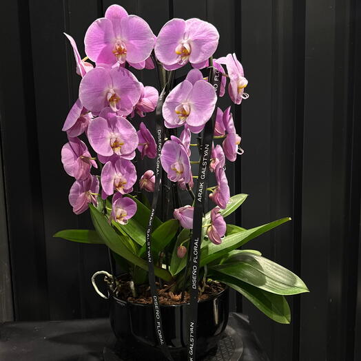 Orquidea phalenopsis