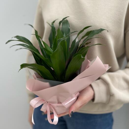 Комнатное растение Драцена