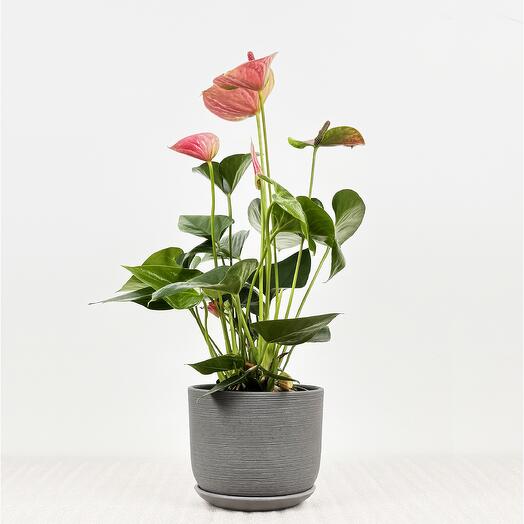 Антуриум розовый в сером керамическом горшке с поддоном, высота 45-50см