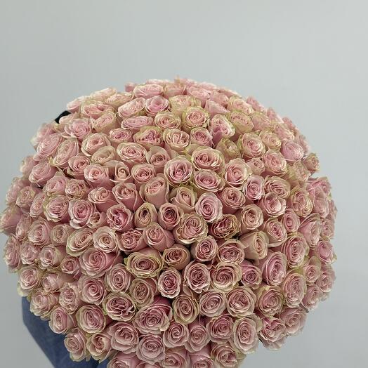 151 Holland Roses N-102
