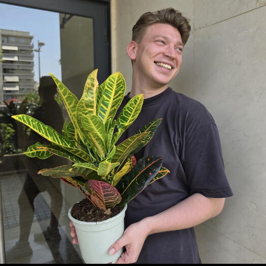 Croton