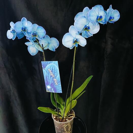 Синяя орхидея Magic Blue