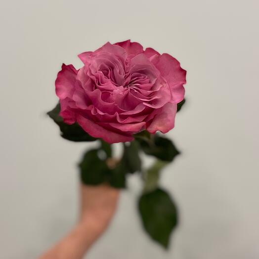 Роза одноголовая Кантри Блюз