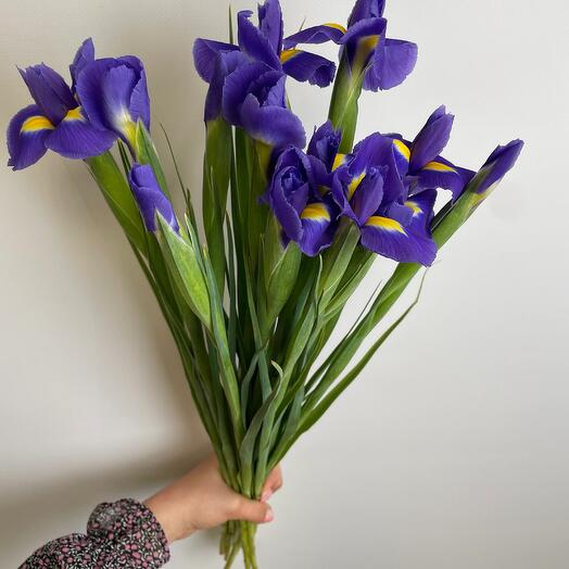 Iris