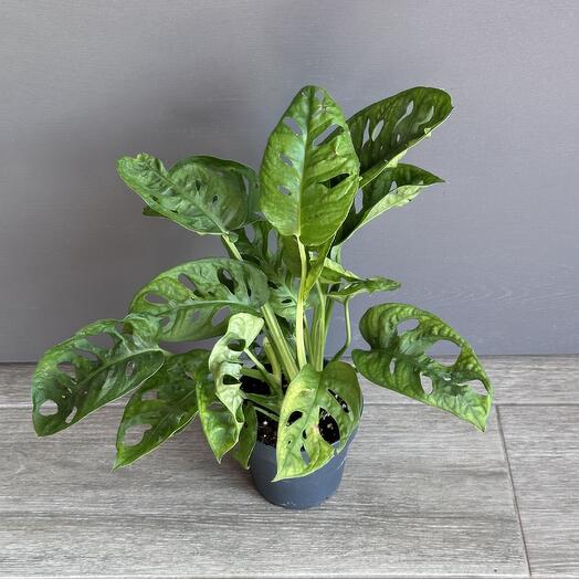 Монстера Адансона