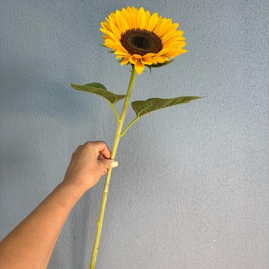 🌻Подсолнух