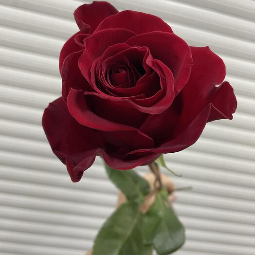 ‼️‼️‼️Акция «Выгодно» Высокая красная Роза метровая (1 метр)