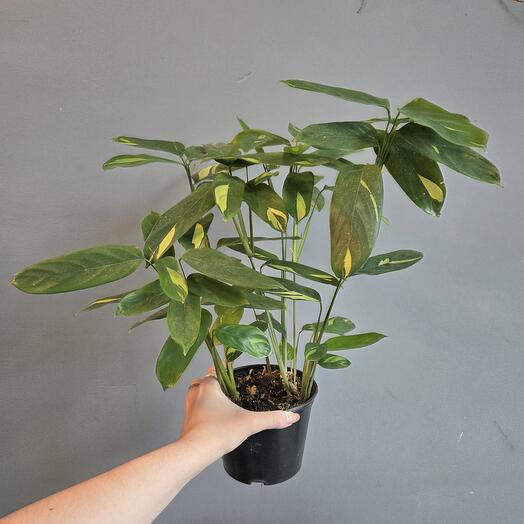 Ктенанта  Lubbersiana