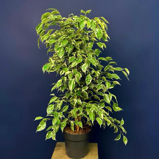 Фикус Бенджамина Голден