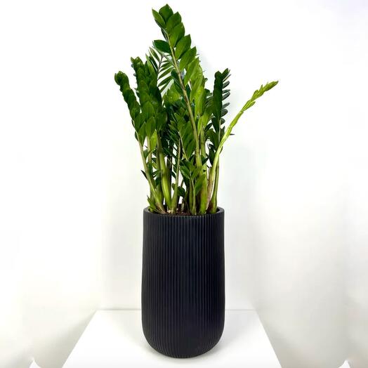Замиокулькас в кашпо высокий цилиндр Антрацит высота 125 см