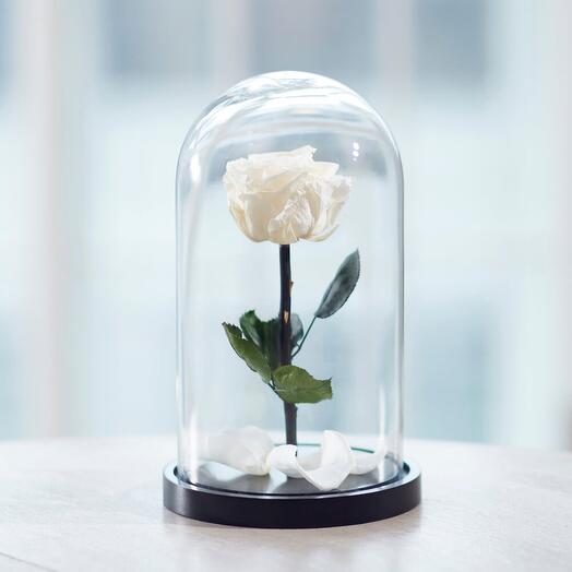 Стабилизированная белая роза