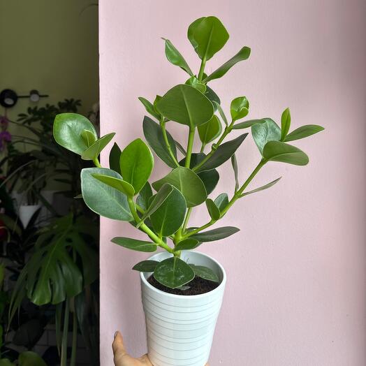 Klusia en maceta cerámica blanca