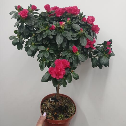 Азалия на штамбе яркая фуксия