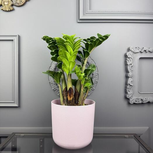 Замиокулькас Зензи в стильном  кашпо D14  Высота 45 см