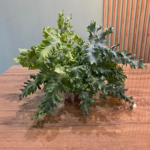 Флебодиум цветок