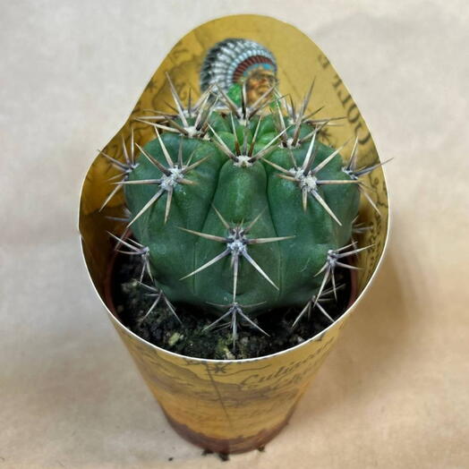 Кактус 🌵6