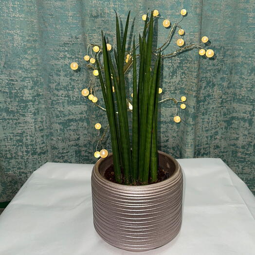 Cylindrical Snake Plant in Elegant Ceramic Pot – Stylish, Air-Purifying   Low-Maintenance, Gift for office   Home desk