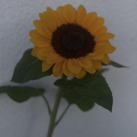 Подсолнух 🌻