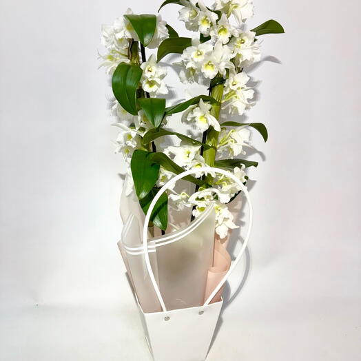 Орхидея Дендробиум в горшке в белом подарочном пакете, цветущая, белая