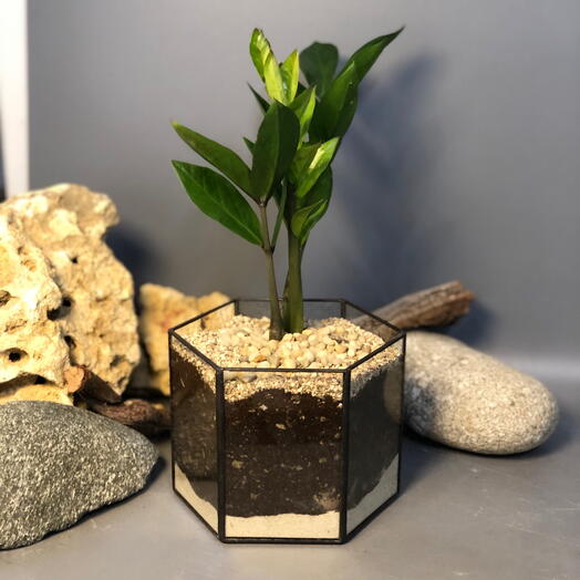 Замиокулькас в призме