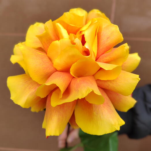 Французская роза Эквадор🧡