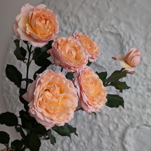 Пионовидная VIP rose , 80 см