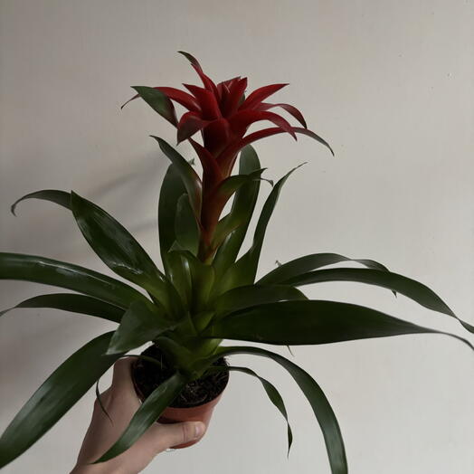 Комнатное растение Гузмания