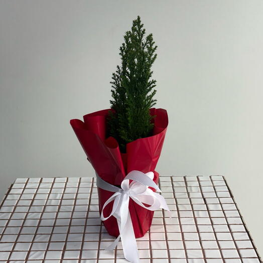 Канадская ель «Коника» (30см)