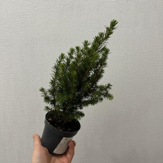 Ель Канадская коника