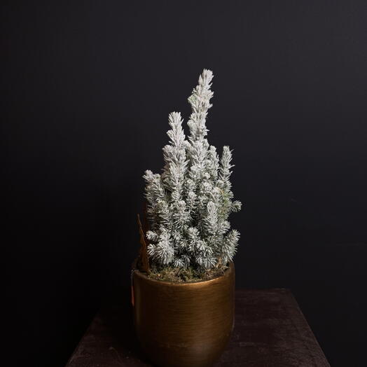 Пицея маленькая в керамическом кашпо