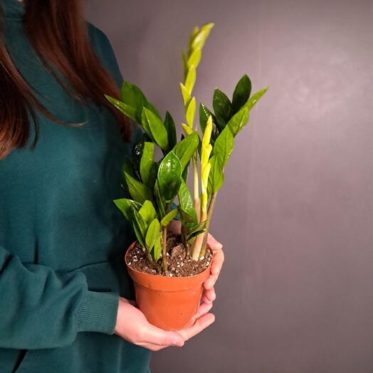 Замиокулькас малый (Долларовое дерево)