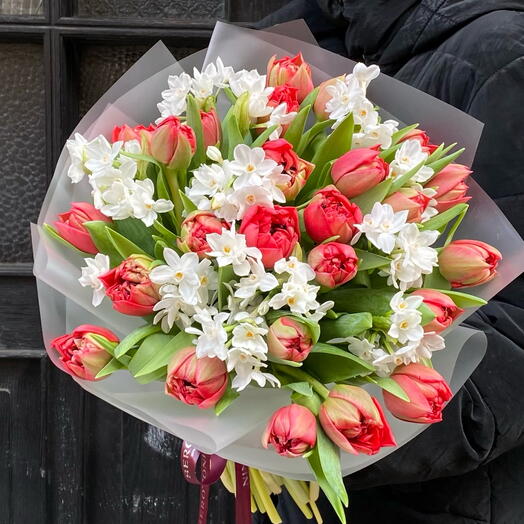 Red tulip 25 narciss