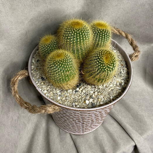 Кактус в металлическом кашпо 🌵