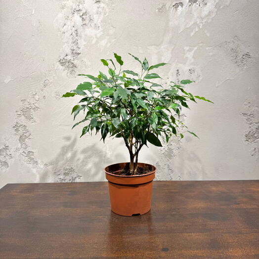 Фикус Бенжамина