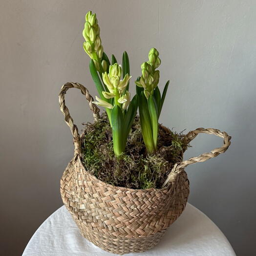 Луковицы гиацинтов в кашпо с мхом